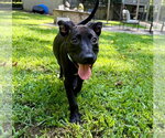 Small #4 Mountain Cur-Whippet Mix