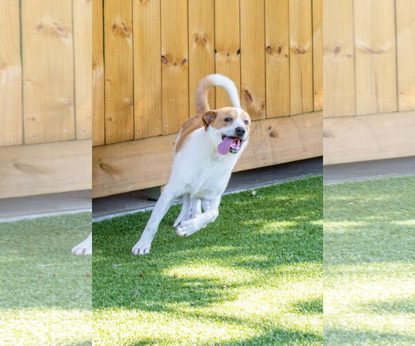 Medium Photo #2 Labrador Retriever-Unknown Mix Puppy For Sale in Hilton Head, SC, USA