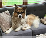 Small #1 Great Pyrenees Mix