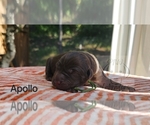 Puppy Apollo Labrador Retriever