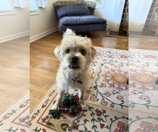 Medium Photo #12 Mutt Puppy For Sale in Fort Worth, TX, USA