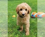 Small Photo #6 Poodle (Standard) Puppy For Sale in WILSON, CT, USA
