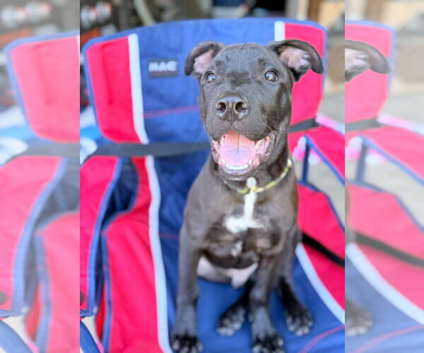 Medium Photo #4 American Pit Bull Terrier-Unknown Mix Puppy For Sale in Germantown, OH, USA