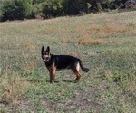 Small Photo #2 German Shepherd Dog Puppy For Sale in DURANGO, CO, USA