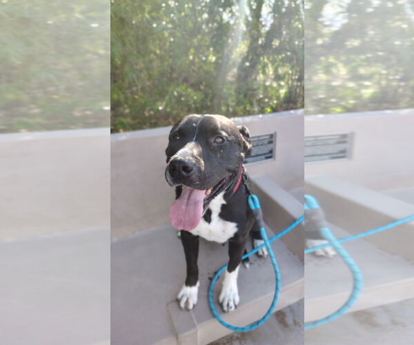 Medium Photo #1 American Pit Bull Terrier-Unknown Mix Puppy For Sale in Chandler, AZ, USA