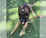 Small German Shepherd Dog