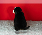 Small Photo #40 Bernese Mountain Dog Puppy For Sale in MILLERSBURG, IN, USA