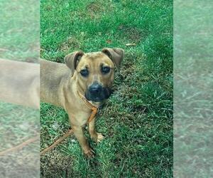 Black Mouth Cur-Unknown Mix Dogs for adoption in Louisville, KY, USA