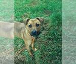 Small Black Mouth Cur Mix
