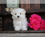 Small #1 Maltese