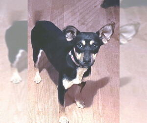 Mutt Dogs for adoption in Rutherfordton, NC, USA