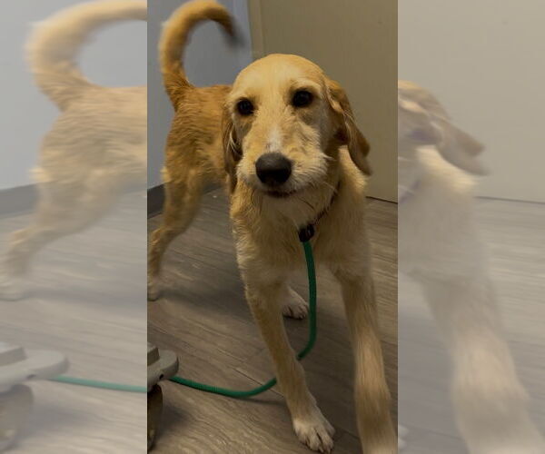 Medium Photo #3 Labrador Retriever-Unknown Mix Puppy For Sale in Canton, CT, USA