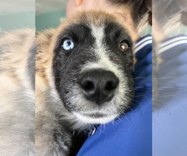 Medium Photo #2 Mutt Puppy For Sale in Sandy, UT, USA