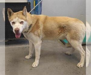 Siberian Husky Dogs for adoption in Camarillo, CA, USA