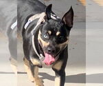 Small #6 Australian Kelpie Mix