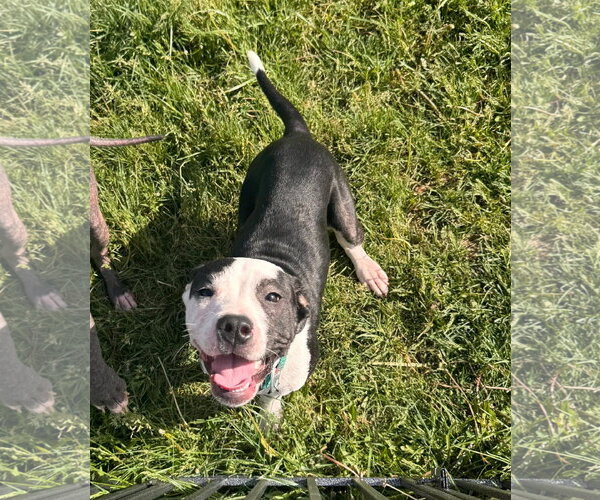 Medium Photo #3 American Pit Bull Terrier-Unknown Mix Puppy For Sale in Germantown, OH, USA