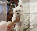 Small Photo #1 Maltese Puppy For Sale in HOUSTON, TX, USA
