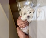Small #2 Maltipoo
