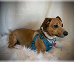 Small Photo #2 Chiweenie Puppy For Sale in Pleasanton, TX, USA