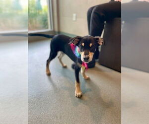 Labrador Retriever-Unknown Mix Dogs for adoption in Baytown, TX, USA