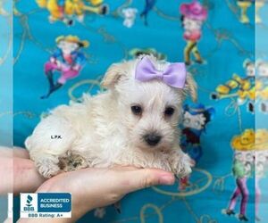Schnoodle (Miniature) Puppy for sale in WINNSBORO, LA, USA