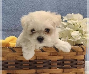 Maltipoo Puppy for sale in CHULA VISTA, CA, USA