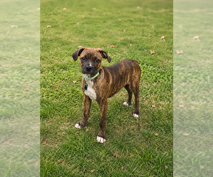 Box-a-Pug Dogs for adoption in Springdale, PA, USA