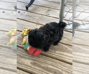 Shih Tzu Puppy for sale in S ZANESVILLE, OH, USA