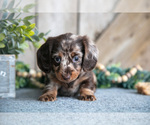 Small Photo #4 Dachshund Puppy For Sale in GREENWICH, OH, USA
