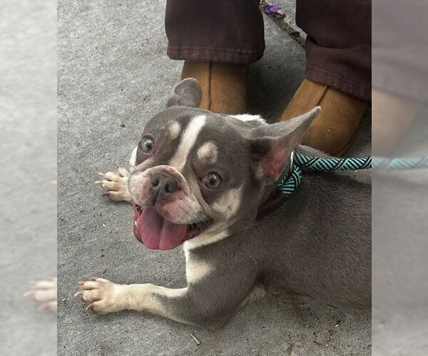 Medium Photo #1 French Bulldog-Unknown Mix Puppy For Sale in Alameda, CA, USA
