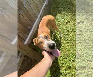 Mutt Dogs for adoption in Coralville, IA, USA