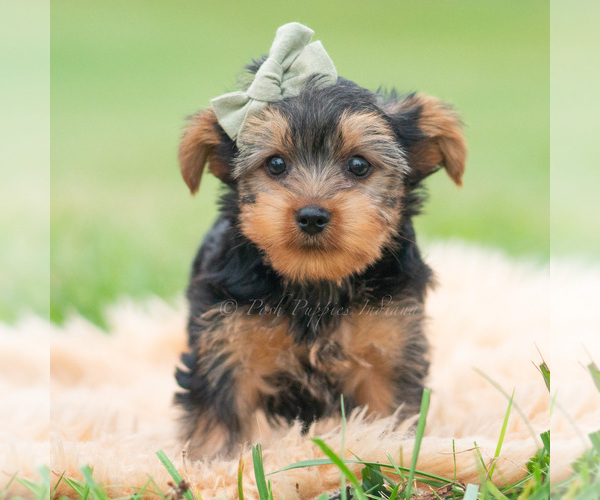 Medium Photo #2 Yorkshire Terrier Puppy For Sale in WARSAW, IN, USA