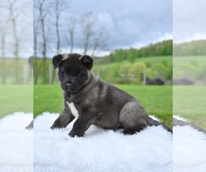 Akita Puppy for sale in MILLERSBURG, OH, USA