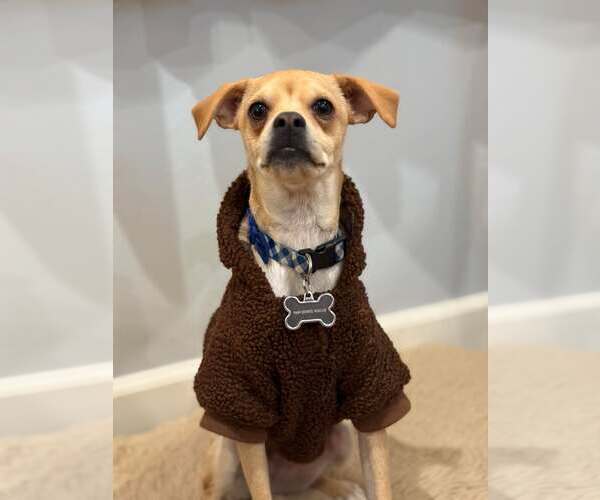 Medium Photo #1 Chihuahua-Unknown Mix Puppy For Sale in Visalia, CA, USA