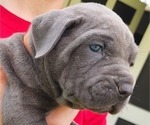 Small #1 Cane Corso