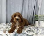 Small Photo #5 Goldendoodle (Miniature) Puppy For Sale in GREENWOOD, IN, USA