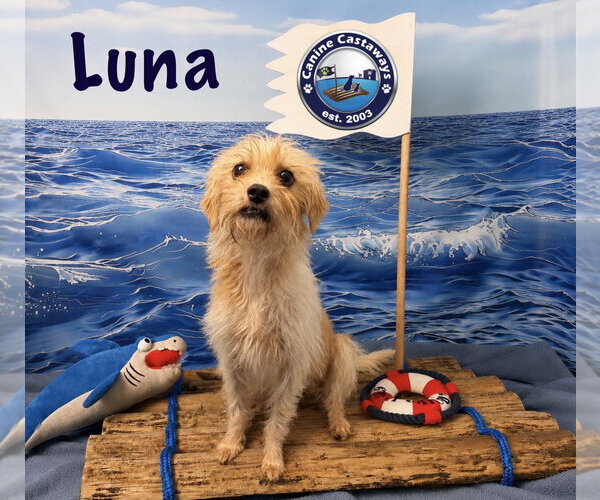 Medium Photo #2 Chihuahua-Norfolk Terrier Mix Puppy For Sale in Arcadia, FL, USA