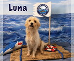 Small #1 Chihuahua-Norfolk Terrier Mix