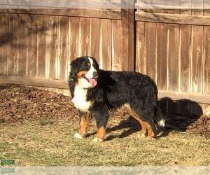 Father of the Bernese Mountain Dog puppies born on 12/04/2022