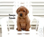 Puppy Tonya Labrador Retriever