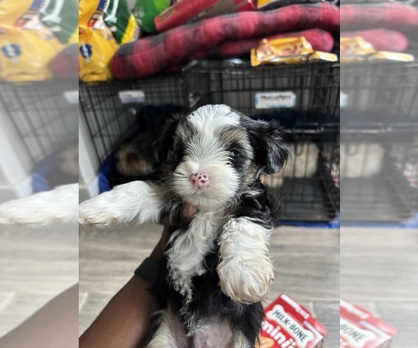 Medium Photo #7 Yorkshire Terrier Puppy For Sale in CONVERSE, TX, USA