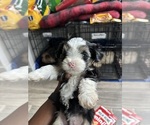 Small Photo #11 Yorkshire Terrier Puppy For Sale in CONVERSE, TX, USA
