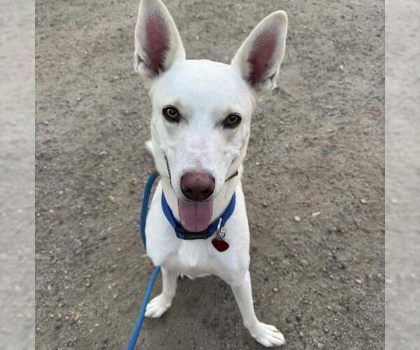 Medium Photo #12 Mutt Puppy For Sale in San Diego, CA, USA