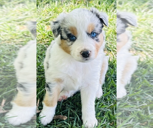 Medium Photo #51 Australian Shepherd Puppy For Sale in SMITHS GROVE, KY, USA