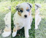 Puppy Millie Australian Shepherd