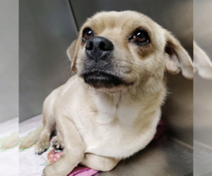 CHICA - Female Chug Dog for Adoption - Photo #3