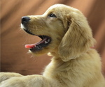 Small Photo #2 Golden Retriever Puppy For Sale in PATERSON, NJ, USA