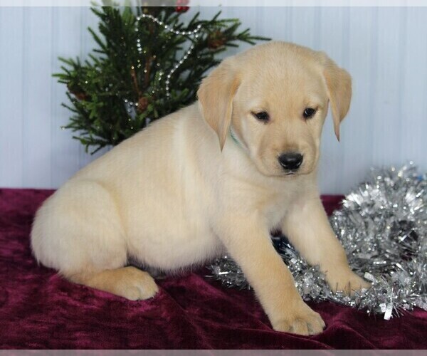 Medium Photo #2 Golden Labrador Puppy For Sale in FREDERICKSBURG, OH, USA