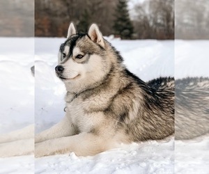Father of the Siberian Husky puppies born on 02/08/2024
