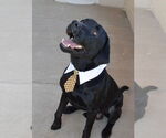 Small #2 Labrador Retriever Mix